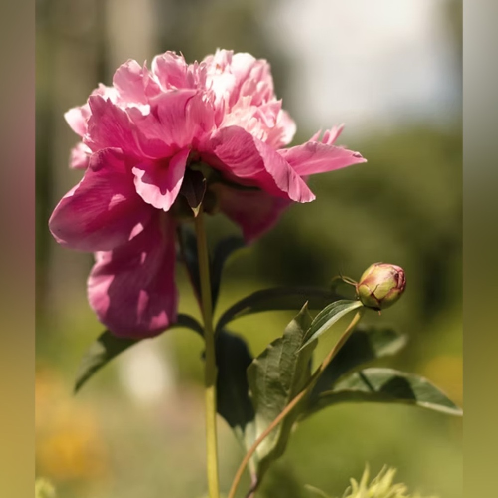 Indiana Beanie Knitting Kit - Picture 6 of 7